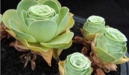 今日爆料模板山地玫瑰,大自然的瑰宝，探寻其神秘魅力